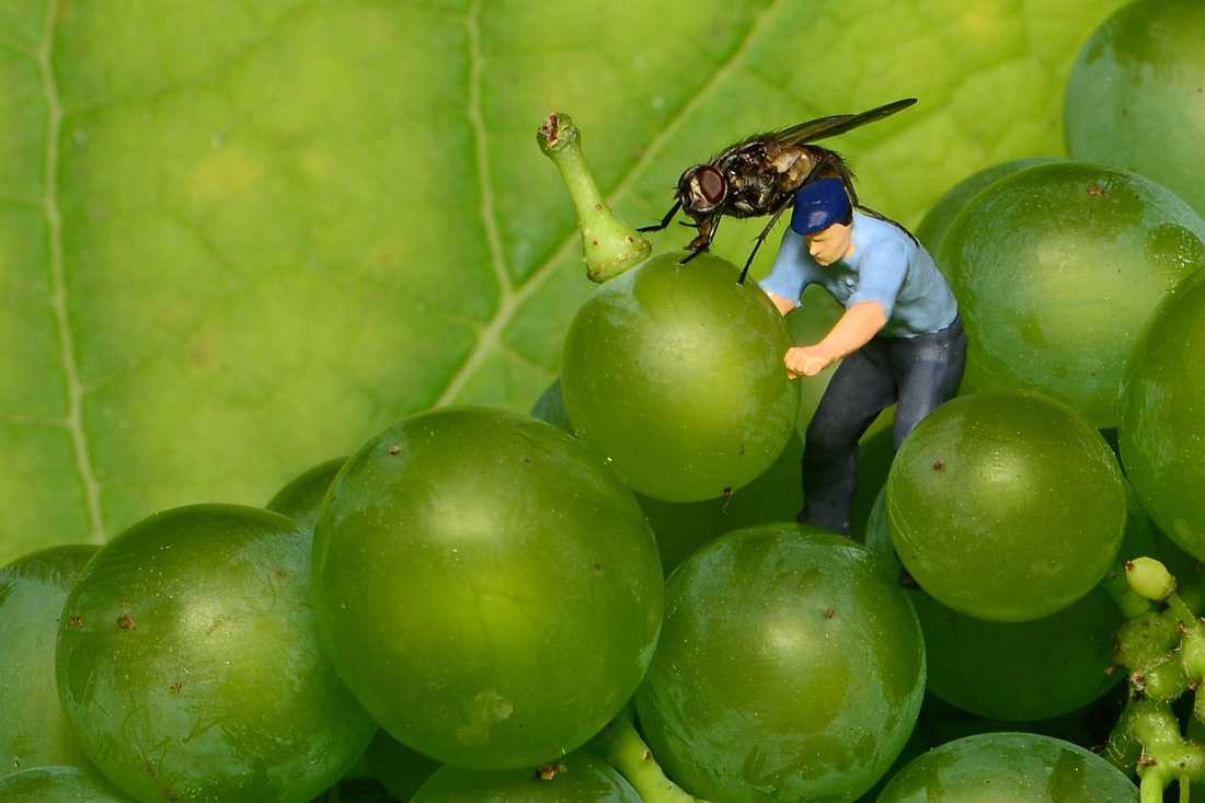 A Revolução Feminina para o Emagrecimento Sustentável